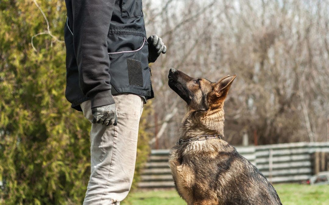 Do Emotional Support Animals Need Training? A Clear Guide for Pet Owners
