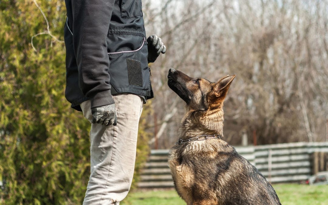 Do Emotional Support Animals Need Training? A Clear Guide for Pet Owners